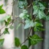 hedera.helix 02ba5c9