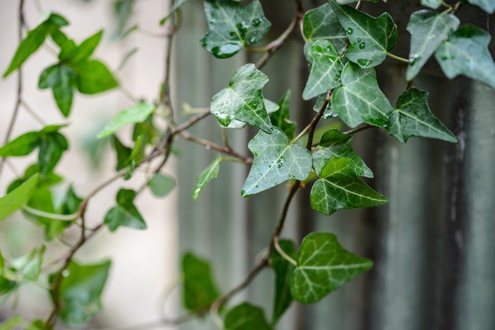 hedera.helix 02ba5c9 hedera.helix 02ba5c9