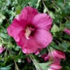 hibiscus flower tower ruby 2