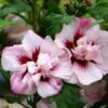 hibiscus lady stanley double ruffled tree hollyhock ce6