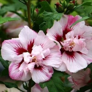 hibiscus lady stanley double ruffled tree hollyhock ce6
