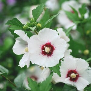 hibiscus syriacus red heart