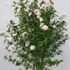 hibiscus syriacus speciosus 1