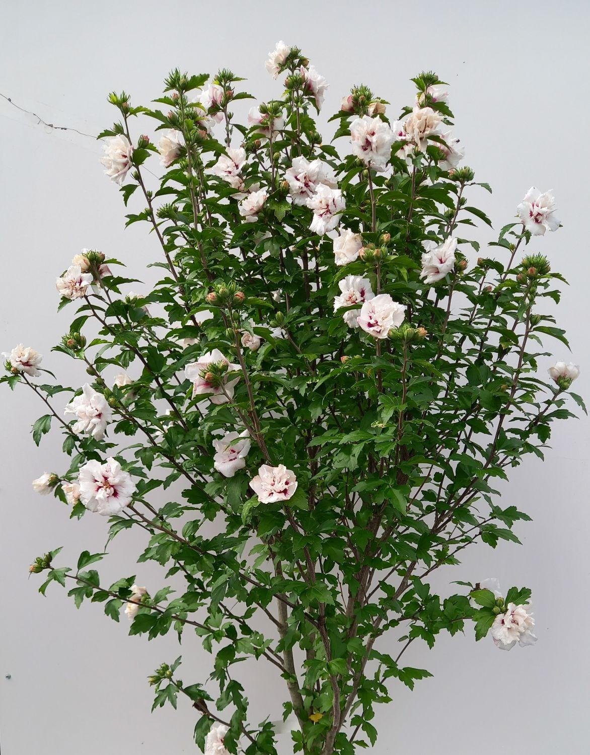 hibiscus syriacus speciosus 1 hibiscus syriacus speciosus 1