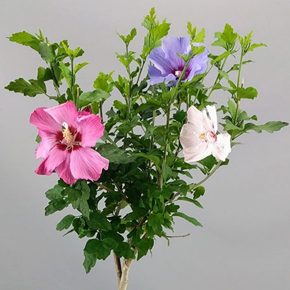 hibiscus tricolour patio tree p4872 38196 image hibiscus tricolour patio tree p4872 38196 image
