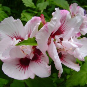 hibiscus syriacus lady stanley altheastruik tuinhibiscus