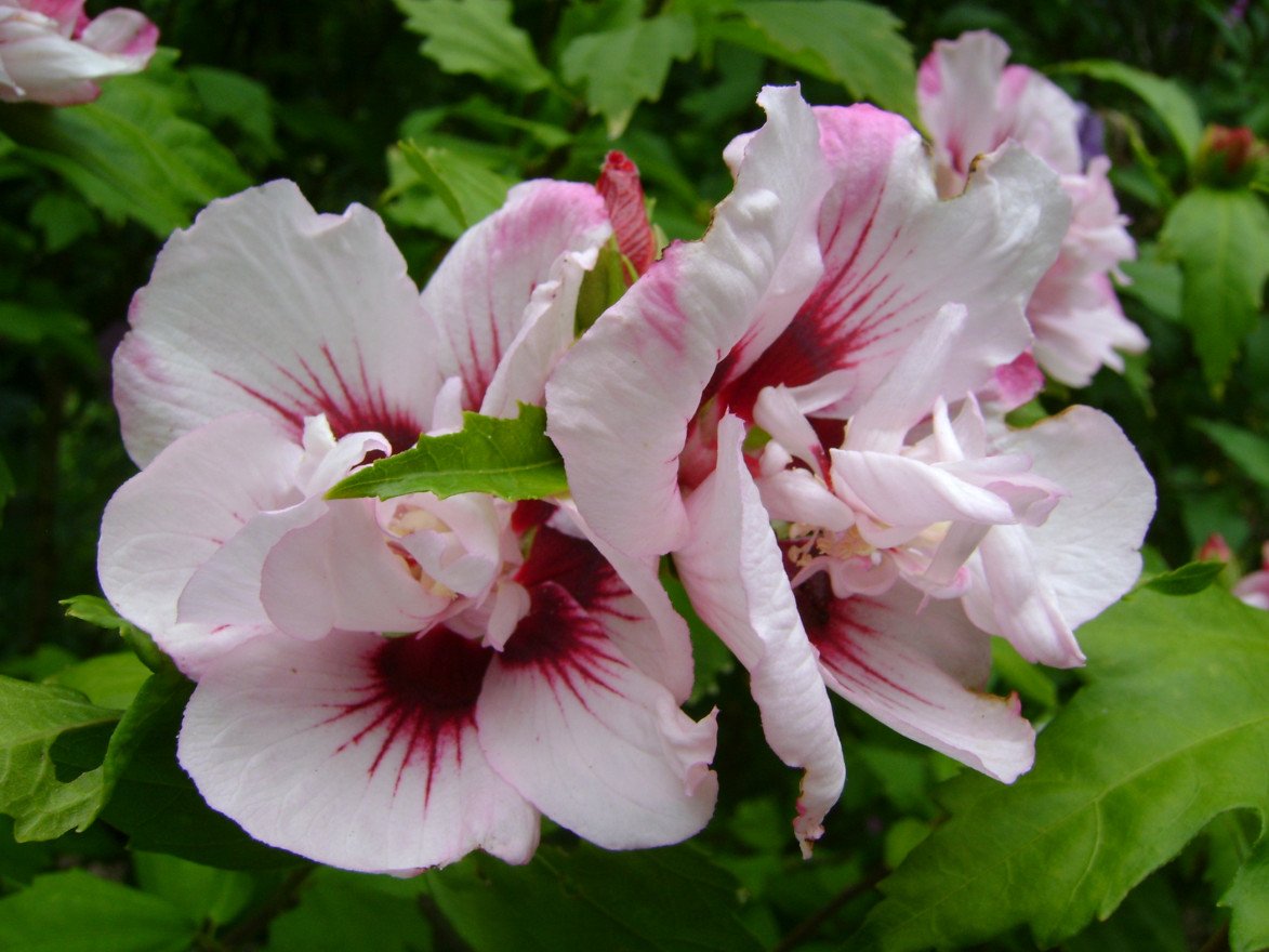 hibiscus syriacus lady stanley altheastruik tuinhibiscus hibiscus syriacus lady stanley altheastruik tuinhibiscus