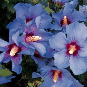 hibiscus syriacus oiseau bleu 1 063057500 1438 08012017
