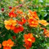 hopleys orange al 750x501 1
