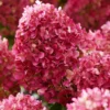hortensia paniculata petite cherry 4