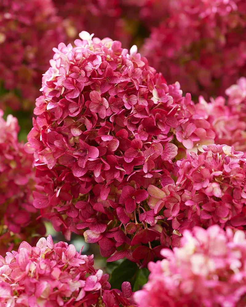 hortensia paniculata petite cherry 4 hortensia paniculata petite cherry 4
