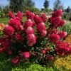 hortenzija sluoteline framboisine® rensam c3