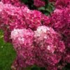 hortenzija sluoteline framboisine® rensam samarskaya lidija c13