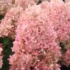 hortenzija sluoteline gardenlight® pinklight