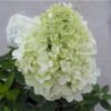 hortenzija sluoteline hydrangea paniculata little spooky 1000x1000 1