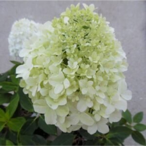 hortenzija sluoteline hydrangea paniculata little spooky 1000x1000 1