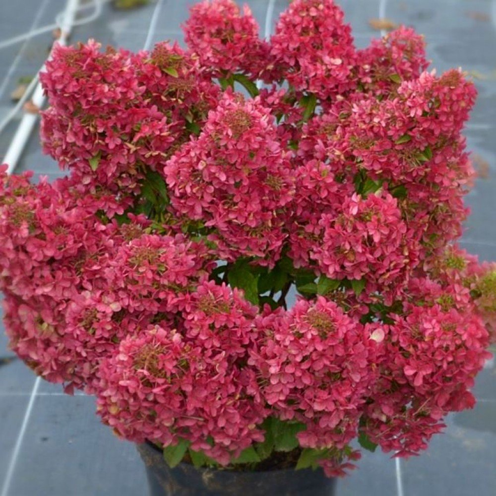 hortenzija sluoteline hydrangea paniculata petite cherry 1000x1000 1 hortenzija sluoteline hydrangea paniculata petite cherry 1000x1000 1