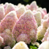 hortenzija sluoteline living summer love 3 1