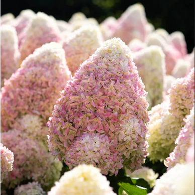 hortenzija sluoteline living summer love 3 1 hortenzija sluoteline living summer love 3 1