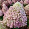 hortenzija sluoteline pixio c23