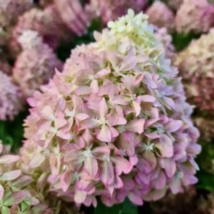 hortenzija sluoteline pixio c23