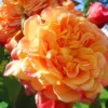 hqgzfe21dgwvh78gbq56tr1skxheamr0