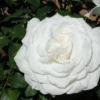 hybrid tea roses annapurna nen 133