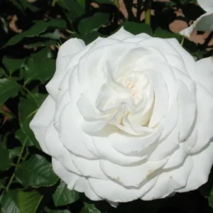 hybrid tea roses annapurna nen 133