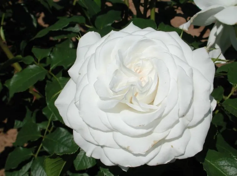 hybrid tea roses annapurna nen 133 hybrid tea roses annapurna nen 133