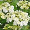 hydrangea macrophylla doppio bianco