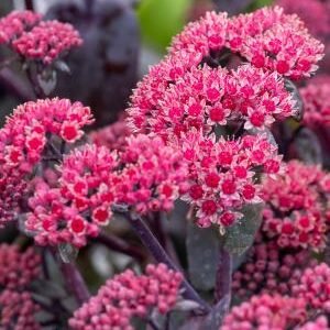 hylotelephium oriental dancer 9011074 2