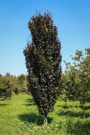 images 91