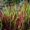 imperata ritinine red baron c2
