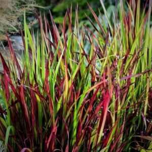 imperata ritinine red baron c2