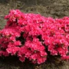 japanse azalea labe