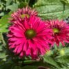 jardins gourmands echinacea sunseekers sweet fuchsia echinacee