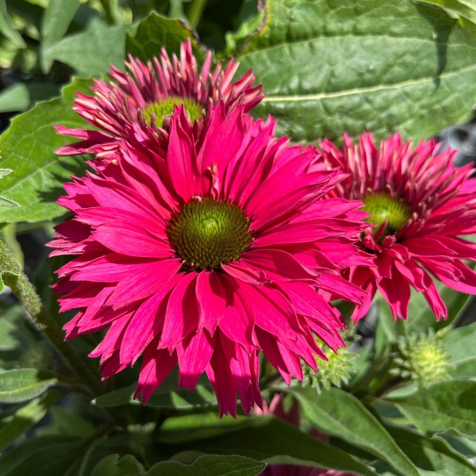 jardins gourmands echinacea sunseekers sweet fuchsia echinacee jardins gourmands echinacea sunseekers sweet fuchsia echinacee