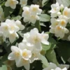 jasminowiec wonny