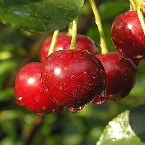 joachim 300x300 1 joachim 300x300 1