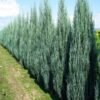 juniperus scopulorum bluearrow 600x600 1