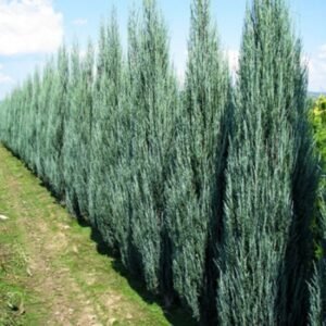 juniperus scopulorum bluearrow 600x600 1