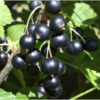 juodieji serbentai ribes nigrum kristin