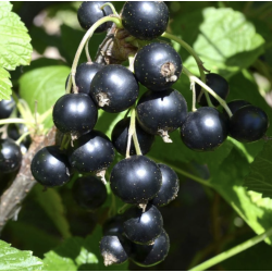 juodieji serbentai ribes nigrum kristin