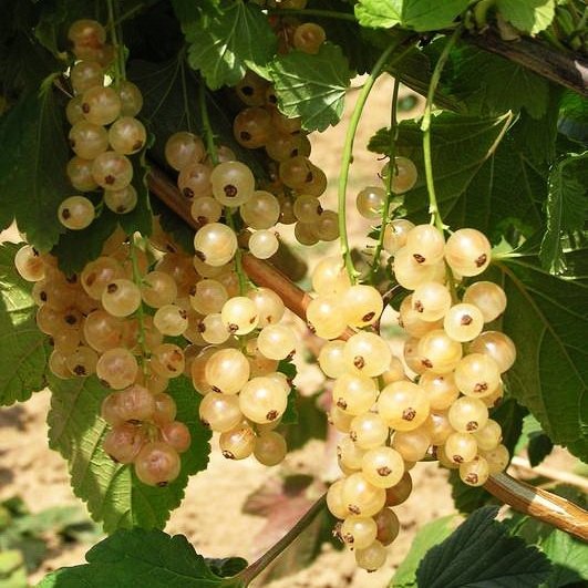 kamieniniai serbentai victoria lot ribes victoria 1 kamieniniai serbentai victoria lot ribes victoria 1