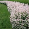 karklas sveikalapis salix integra hakuro nishiki