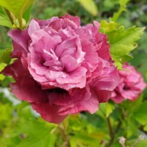 kinroze sirine duc de brabant