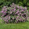 kinrozes auginimas lauke 990x737 1