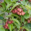 kiwibeere kens red