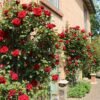 kletterrose santana m002718 w 2
