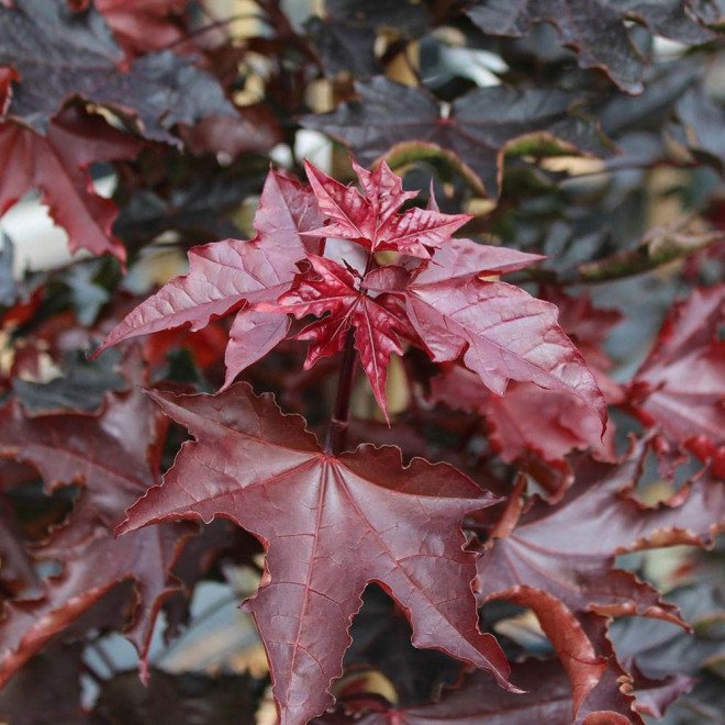 klevas paprastasis acer platanoides crimson sentry klevas paprastasis acer platanoides crimson sentry